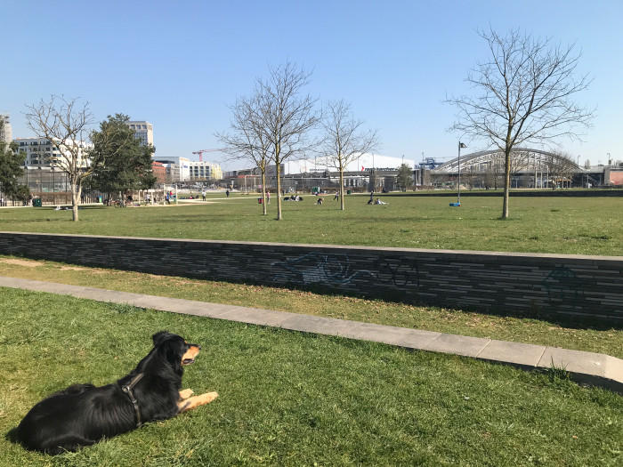 犬