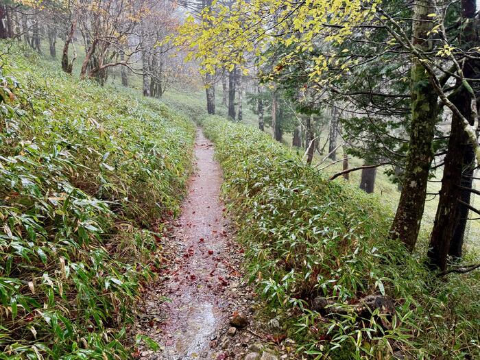 大台ヶ原山　登山道