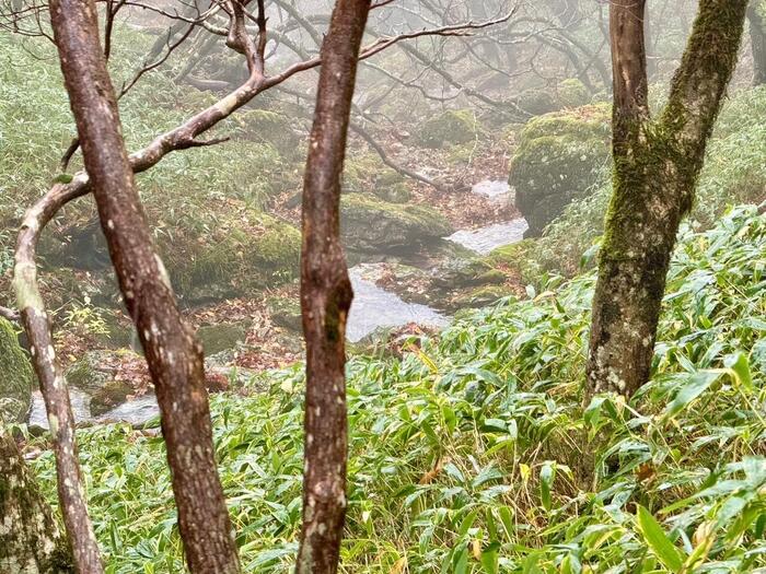 大台ヶ原山　登山道
